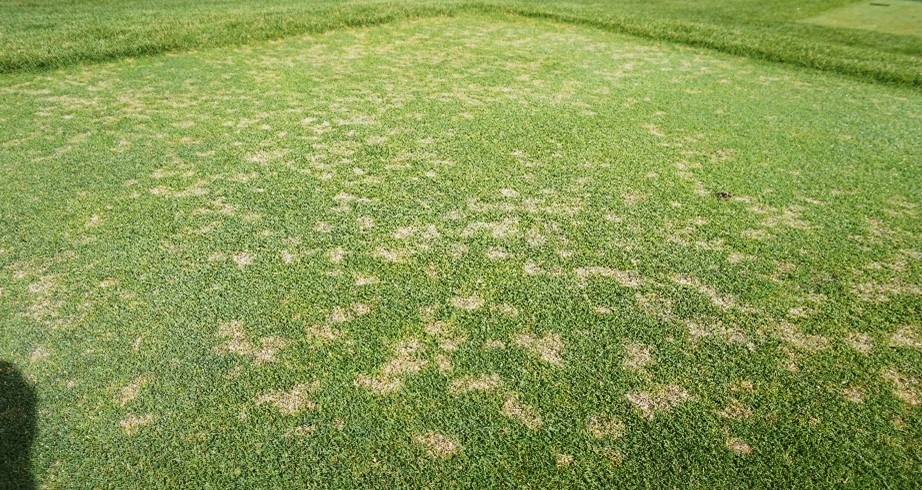 Disease_Turf Management Basics